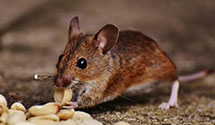 integrated-pest-management-ipm Experts in Bressler